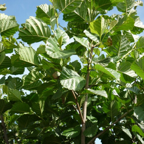 Alnus Glutinosa Common Alder Tree Bareroot | ScotPlants Direct